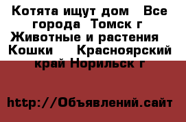 Котята ищут дом - Все города, Томск г. Животные и растения » Кошки   . Красноярский край,Норильск г.